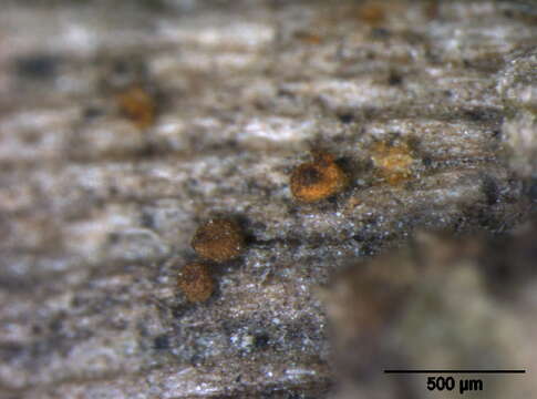 Image of Nucletmycea