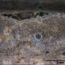 Image of Vialaeaceae