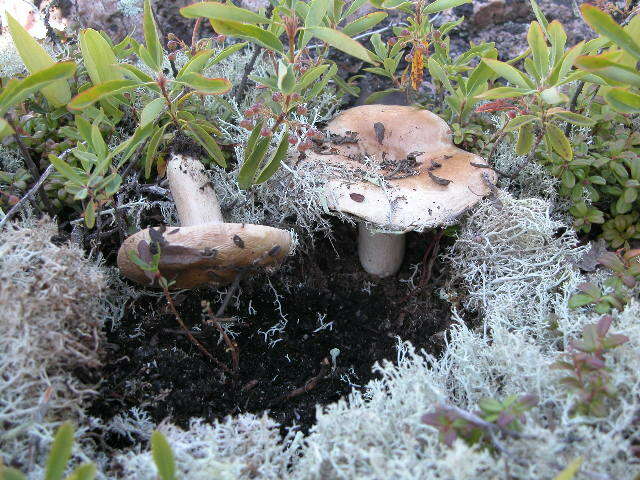 صورة Lactarius musteus Fr. 1838