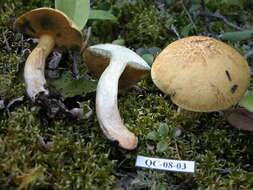 Image of Suillus tomentosus Singer 1960