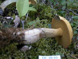 Image of Suillus tomentosus Singer 1960