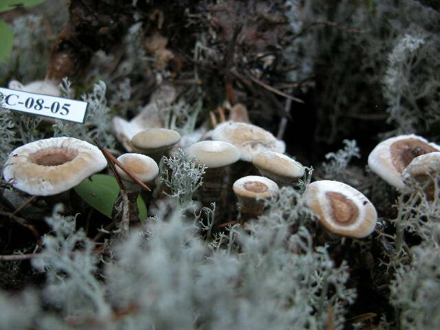 Image de Phellodon tomentosus (L.) Banker 1906