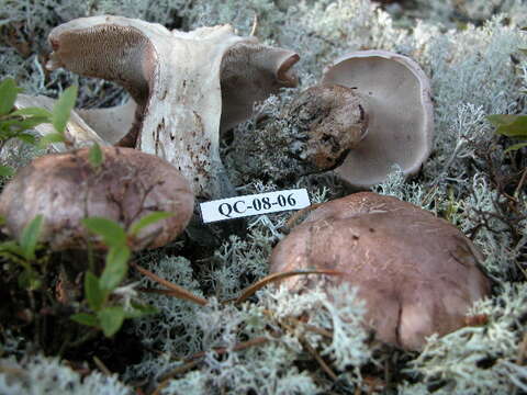 Image of Sarcodon glaucopus Maas Geest. & Nannf. 1969