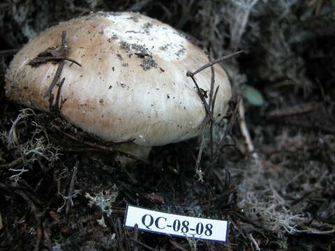 Tricholoma matsutake (S. Ito & S. Imai) Singer 1943 resmi