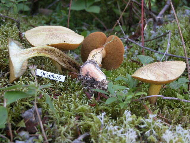 Image of Suillus tomentosus Singer 1960