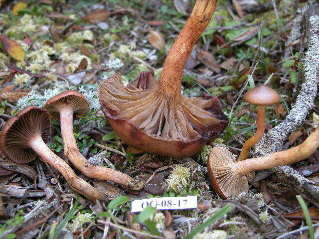 Image of Wine-cap Chroogomphus