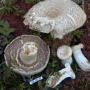 Image of Lactarius cf. deceptivus