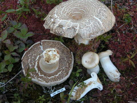 Image of Lactarius cf. deceptivus