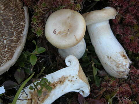 Image of Lactarius cf. deceptivus