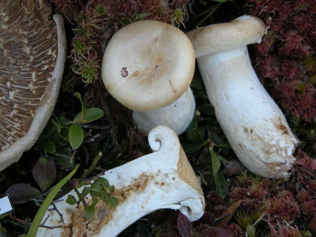 Image of Lactarius cf. deceptivus