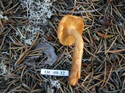 Image of Gymnopilus