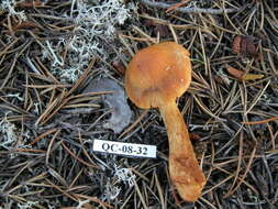 Image of Gymnopilus