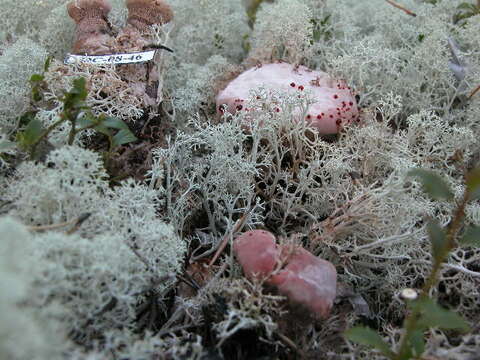 Image de Hydnellum peckii Banker 1912