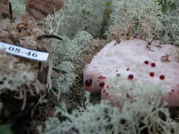 Image de Hydnellum peckii Banker 1912