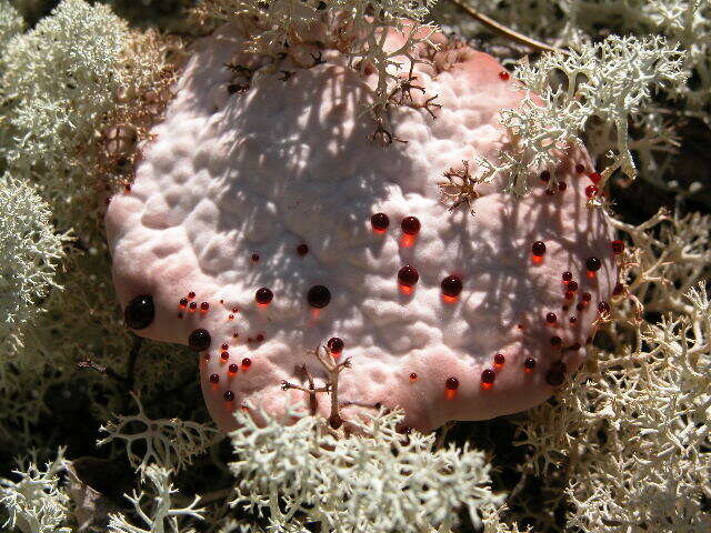 Image de Hydnellum peckii Banker 1912