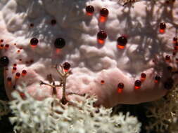 Image de Hydnellum peckii Banker 1912