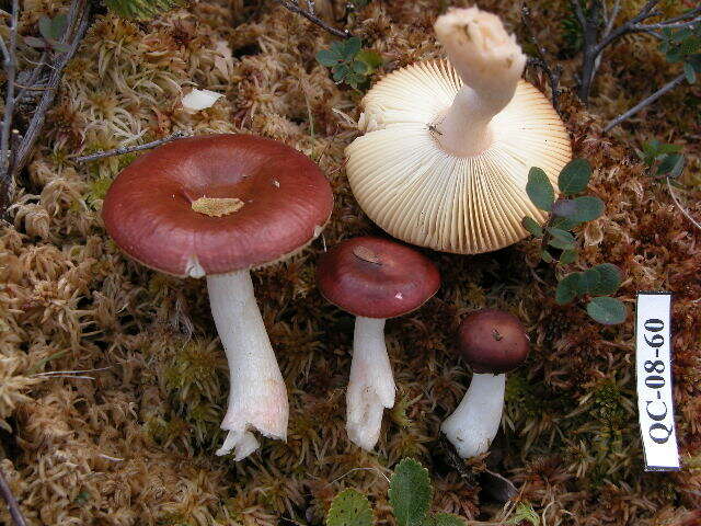 Image of Russula emetica (Schaeff.) Pers. 1796