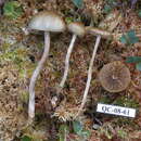 Image of Agrocybe