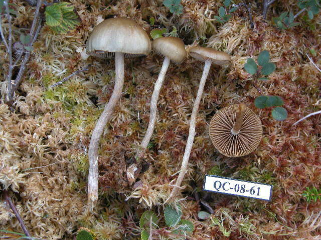 Image of Agrocybe