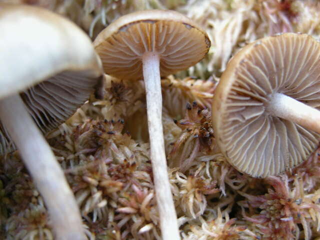 Image of Agrocybe