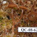 Image of Conocybe