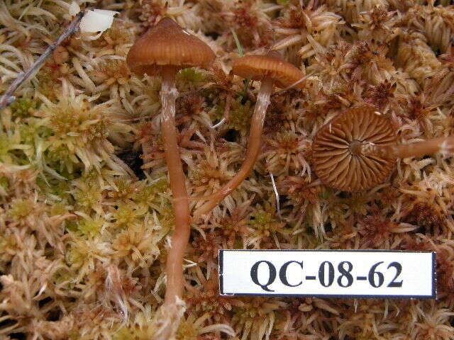 Image of Conocybe