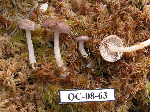 Image of Hygrophorus