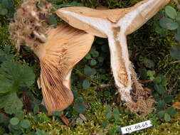 Image of Lactarius