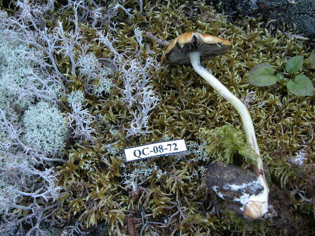 صورة Protostropharia semiglobata (Batsch) Redhead, Moncalvo & Vilgalys 2013