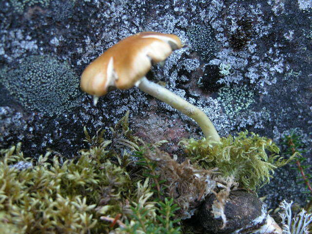 Image of Protostropharia semiglobata (Batsch) Redhead, Moncalvo & Vilgalys 2013