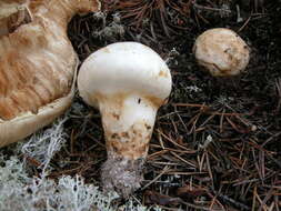 Image de Tricholoma matsutake (S. Ito & S. Imai) Singer 1943