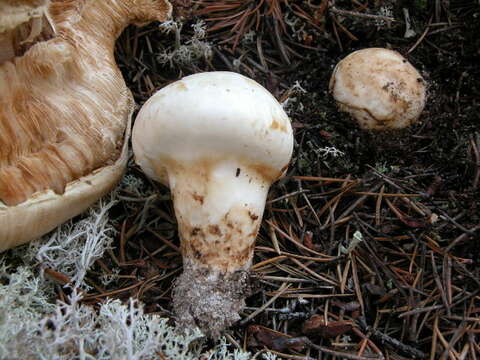 Tricholoma matsutake (S. Ito & S. Imai) Singer 1943 resmi