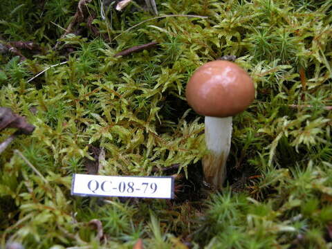 Image of Suillus