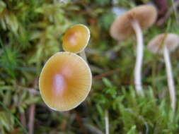 Image of Galerina