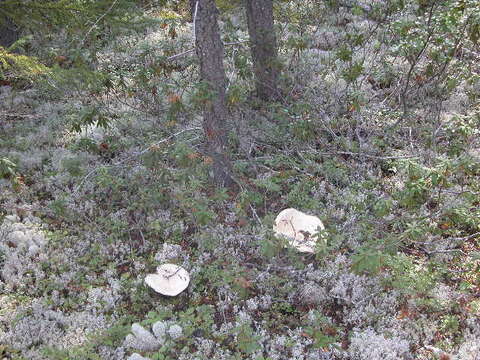 Tricholoma matsutake (S. Ito & S. Imai) Singer 1943 resmi