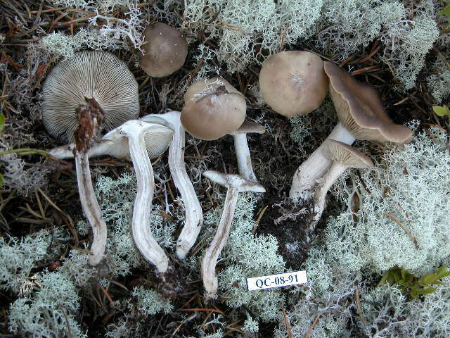 Image of Lyophyllum