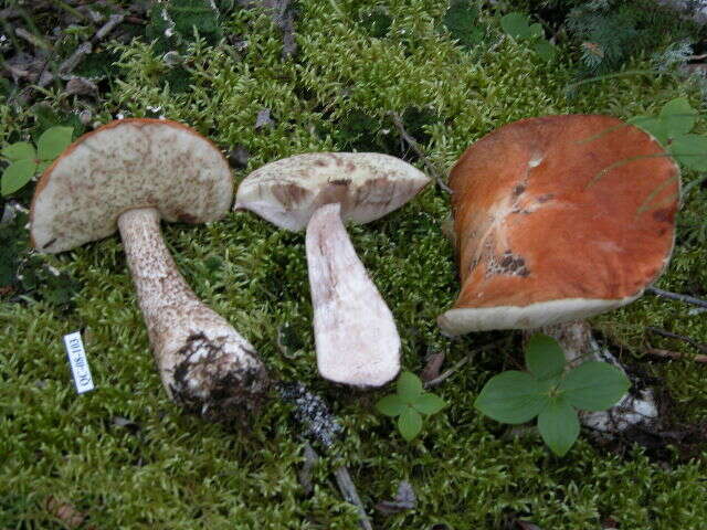 Image of Leccinum