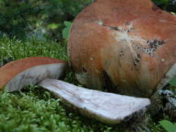 Image of Leccinum