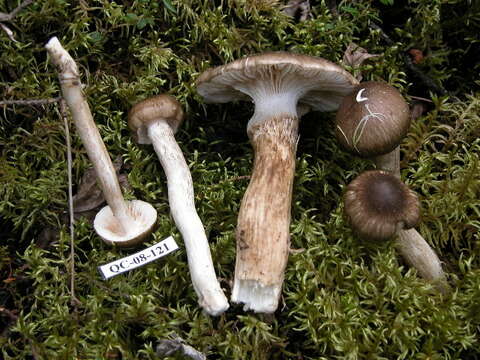 Слика од Hygrophorus fuligineus Frost 1884