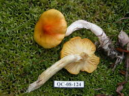 Image of Hygrophorus