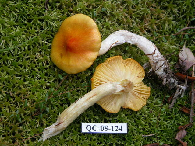 Image of Hygrophorus