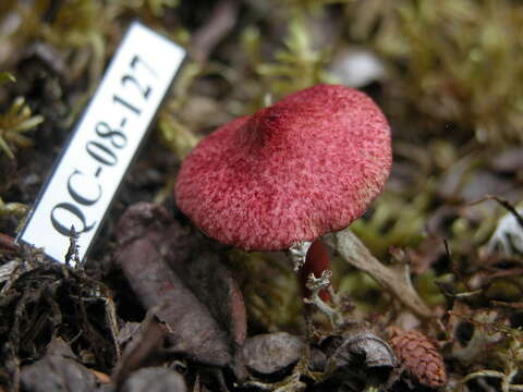 Image of Marsh bolete