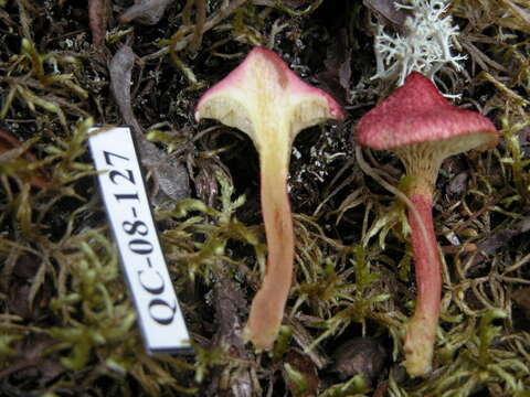 Image of Marsh bolete