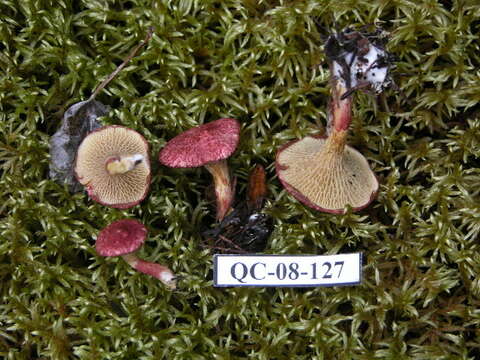 Image of Marsh bolete