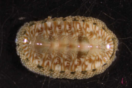 Image of Chiton Linnaeus 1758