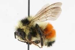 Image of Tricolored Bumble Bee