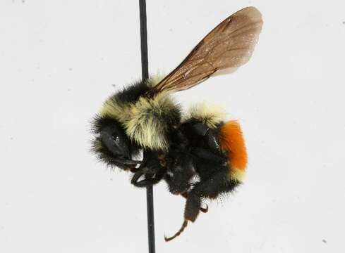 Image of Tricolored Bumble Bee