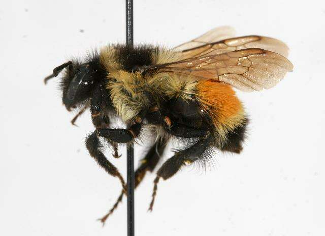 Image of Tricolored Bumble Bee