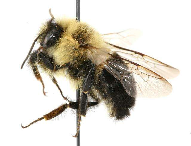 Image of Common Eastern Bumblebee