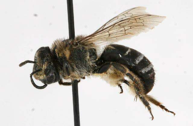 Imagem de Colletes simulans Cresson 1868